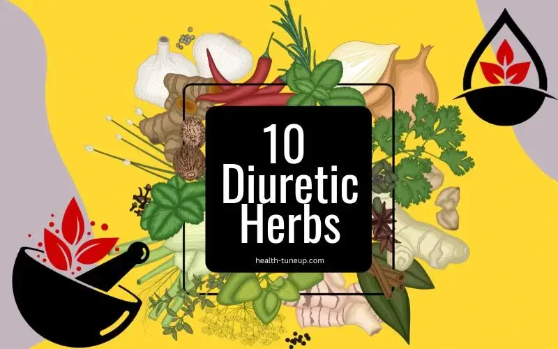Which herb is the strongest diuretic